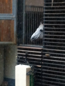 One of the Lippizaner stallions in his stall